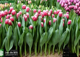 Tulipa San Raffael ® (1)